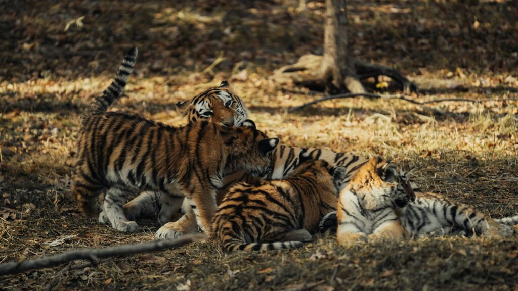 Tiger with her cubs at Kanha National Park in Madhya Pradesh
